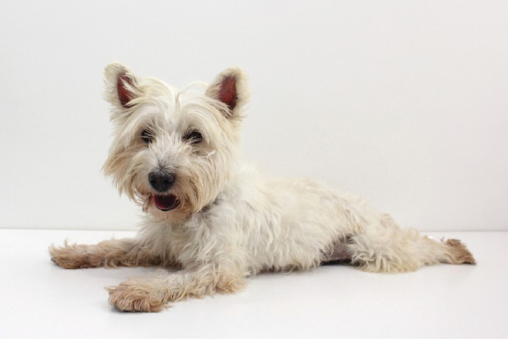 <p>Perro de 7 años con diabetes <em>mellitus</em> y síntomas de hipertiroidismo.</p>