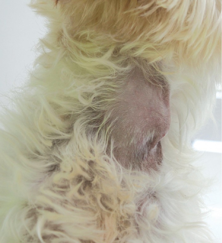 <p>Masa en la región cervical ventral.</p>