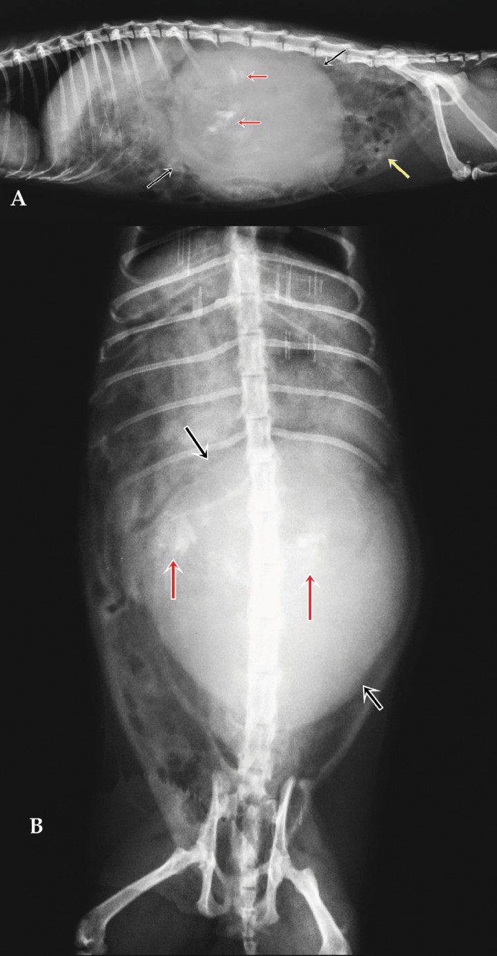 <p>Radiografías de abdomen. (A) Proyección laterolateral. (B) Proyección ventrodorsal. Se observa la presencia de una masa (flechas negras) ocupando el abdomen casi en su totalidad y lateralizada hacia la izquierda. Se aprecian zonas de opacidad hueso (flechas rojas) en el interior de la masa. En intestino se observan zonas de opacidad gas (flechas amarillas).</p>