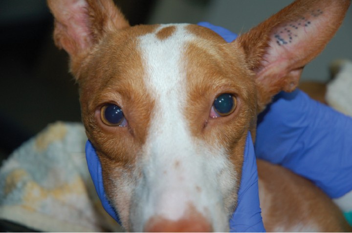 <p>Exploración a distancia del paciente donde podemos valorar una leve protrusión de ambas membranas nictitantes y midriasis bilateral.</p>