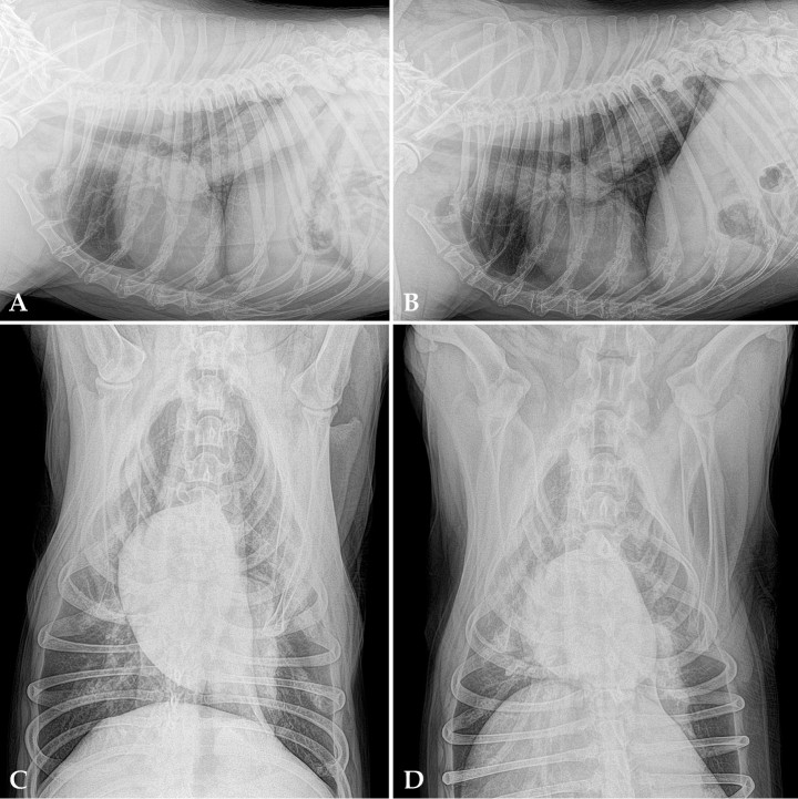 <p>Radiografías de tórax en un perro con decaimiento, inapetencia y fatiga de cuatro meses de evolución y episodios de tos no productiva en las últimas tres semanas. (A) Proyección lateral derecha. (B) Proyección lateral izquierda. (C) Proyección ventrodorsal. (D) Proyección dorsoventral.</p>