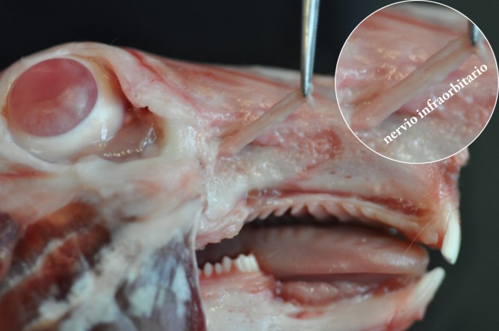 <p>Disección de la cabeza del conejo. Nótese el nervio infraorbitario saliendo del foramen infraorbitario en dirección rostral y el tamaño del nervio.</p>