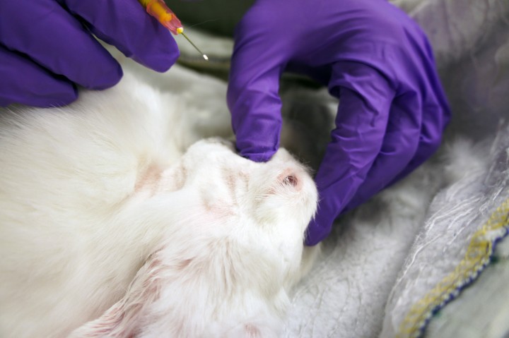 <div class=\"Basic-Text-Frame\">
<p>Con el conejo en decúbito lateral, el <em>tuber faciale</em> se puede palpar fácilmente, rostral al <em>os zygomaticum</em>. Nótese el dedo pulgar palpando el <em>tuber faciale</em>.</p>
</div>