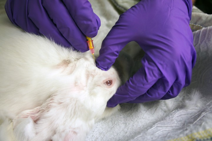 <div class=\"Basic-Text-Frame\">
<p>Con el conejo en decúbito dorsal nótese el dedo pulgar palpando el borde ventral del hueso cigomático, inmediatamente caudal al <em>tuber faciale</em>. La aguja se introducirá en una dirección dorsomedial, buscando el contacto con el <em>tuber alveolare</em>.</p>
</div>