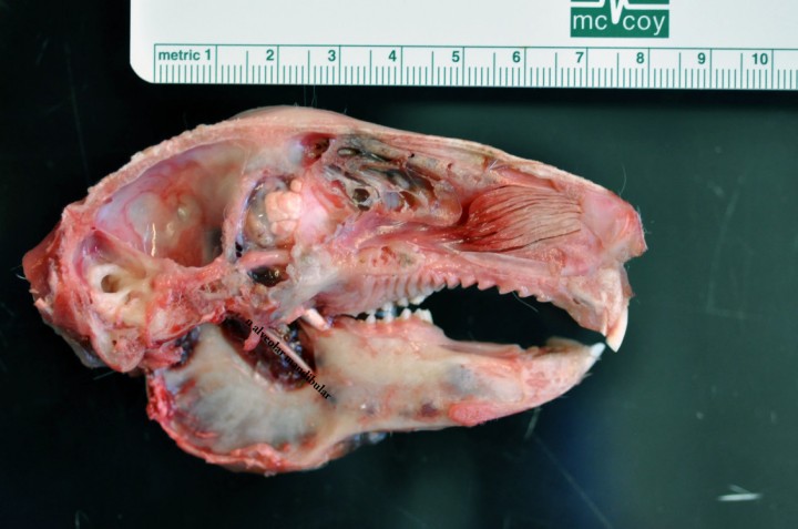 <p>Disección de la cabeza del conejo. Nótese que se ha hecho un corte sagital en la línea media. Esta disección muestra la parte medial de la mandíbula izquierda. Se han extraído los músculos pterigoideos para exponer el nervio alveolar mandibular. Nótese cómo el nervio entra en el canal mandibular a través del foramen mandibular.</p>
