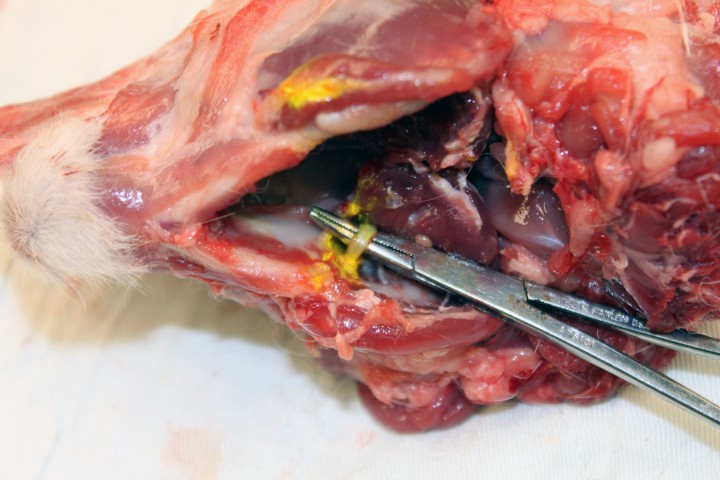 <p>Disección de la cabeza de un conejo New Zealand White después del bloqueo del nervio alveolar mandibular utilizando un colorante a un volumen de 0,15 ml.</p>