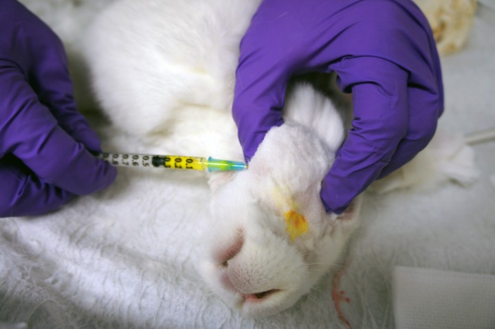 <p>Conejo New Zealand White en decúbito lateral y con la cabeza rotada ligeramente para exponer el espacio intermandibular durante un bloqueo del nervio alveolar mandibular. Nótese el dedo pulgar palpando la incisura vascular en el borde ventral de la mandíbula. La aguja se introducirá medial al músculo pterigoideo con dirección lateral hasta hacer contacto con el aspecto medial de la rama mandibular. Posteriormente, se avanzará cuidadosamente con un ángulo de unos 45º en dirección caudal hacia la articulación temporomandibular, siguiendo el aspecto medial de la rama mandibular y la dirección del nervio alveolar mandibular.</p>