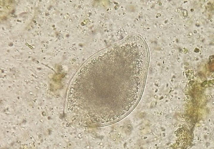 <p>Imagen de trofozoíto de <em>Balantidium testudinis</em> (sin teñir, 100 x).</p>