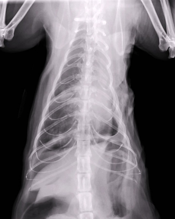 <div class=\"Basic-Text-Frame\">
<p>Radiografía de tórax dorsoventral postquirúrgica con reducción del hiperinsuflado del pulmón derecho y resituación del corazón en la caja torácica, aunque persiste moderada lateralización.</p>
</div>