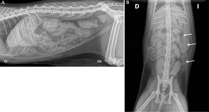 <p>(<strong>A</strong>) Proyección lateral derecha del abdomen. (<strong>B</strong>) Proyección ventrodorsal del abdomen. En la proyección VD se observa una estructura tubular y tortuosa de opacidad tejido blando caudomedial al bazo y superpuesta con la silueta renal izquierda que se dirige caudalmente por el lado izquierdo y cranealmente medial al bazo (flechas). Esta estructura no se observa en la proyección lateral. Cr: craneal, Cd: caudal, D: derecha. I: izquierda.</p>