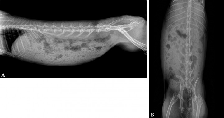 <p>Radiografías abdominales. (<strong>A</strong>) Proyección lateral derecha. (<strong>B</strong>) Proyección ventrodorsal. Se aprecia distensión gástrica con contenido estomacal, aumento de gas en intestino, ausencia de contenido en su porción más caudal.</p>