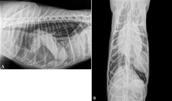 <p>Radiografías de cavidad torácica de un Galgo de 3 años de edad. (<strong>A</strong>) Radiografía lateral derecha. (<strong>B</strong>) Radiografía ventrodorsal.</p>