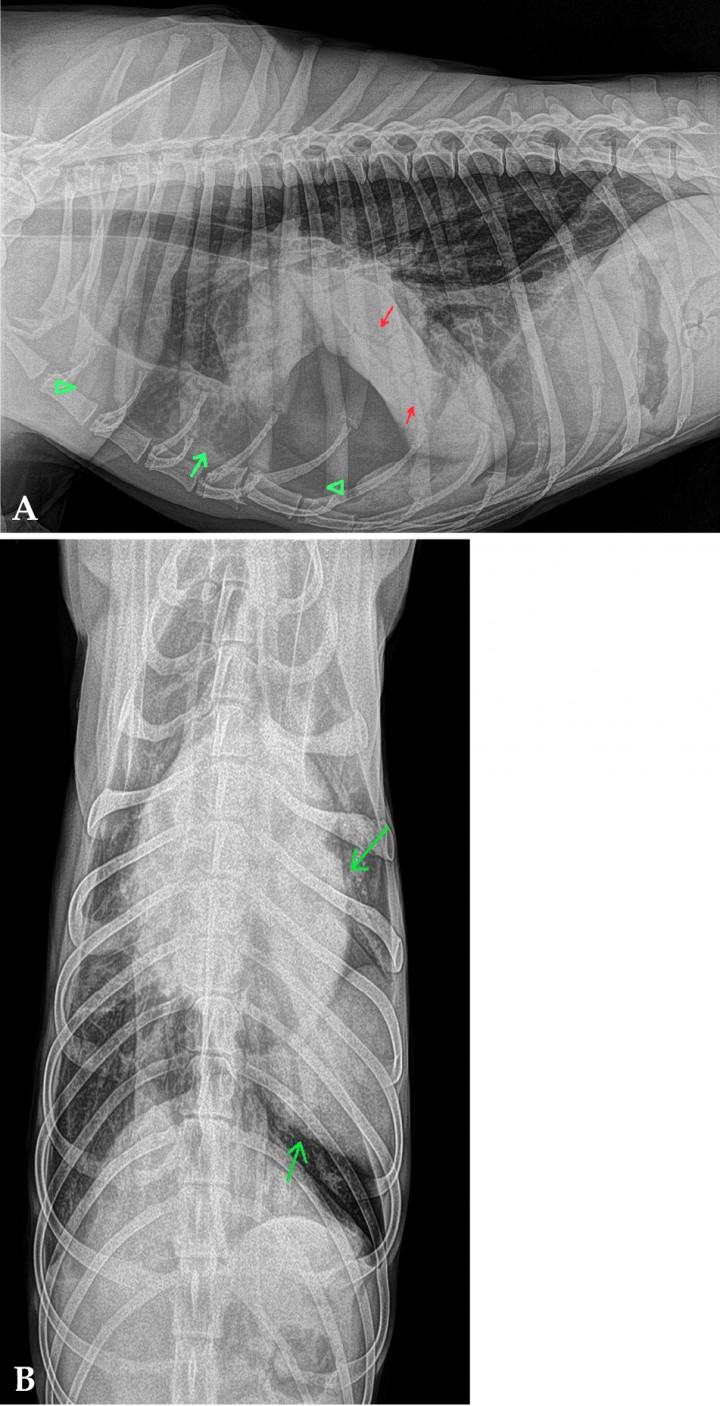 <p>Mismas radiografías que la Fig. 1. (<strong>A</strong>) Nótese en la zona craneoventral del tórax (puntas de flechas verdes) un aumento de opacidad, compatible con efusión pleural. Posibles bronquiectasias (flecha verde) en la zona ventral entre la 4ª y la 5ª costilla. Retracción de los lóbulos pulmonares con aumento de opacidad y presencia de broncograma aéreo (flechas rojas) en la zona de la porción caudal del lóbulo craneal izquierdo (señalada con flechas verdes en la Fig. 2B). (<strong>B</strong>) Desplazamiento caudal del lóbulo craneal izquierdo respecto a su zona de proyección anatómica, con aumento de opacidad y superposición parcial con el lado izquierdo del corazón (flechas verdes).</p>