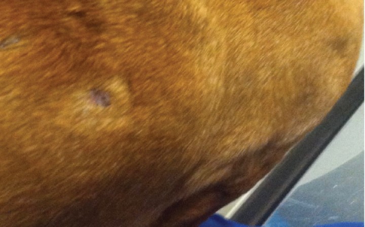 <p>Clinical findings in a dog with panniculitis and concurrent inflammatory bowel disease. Appearance of the subcutaneous partly alopecic nodules on the dorsolateral neck and trunk.</p>