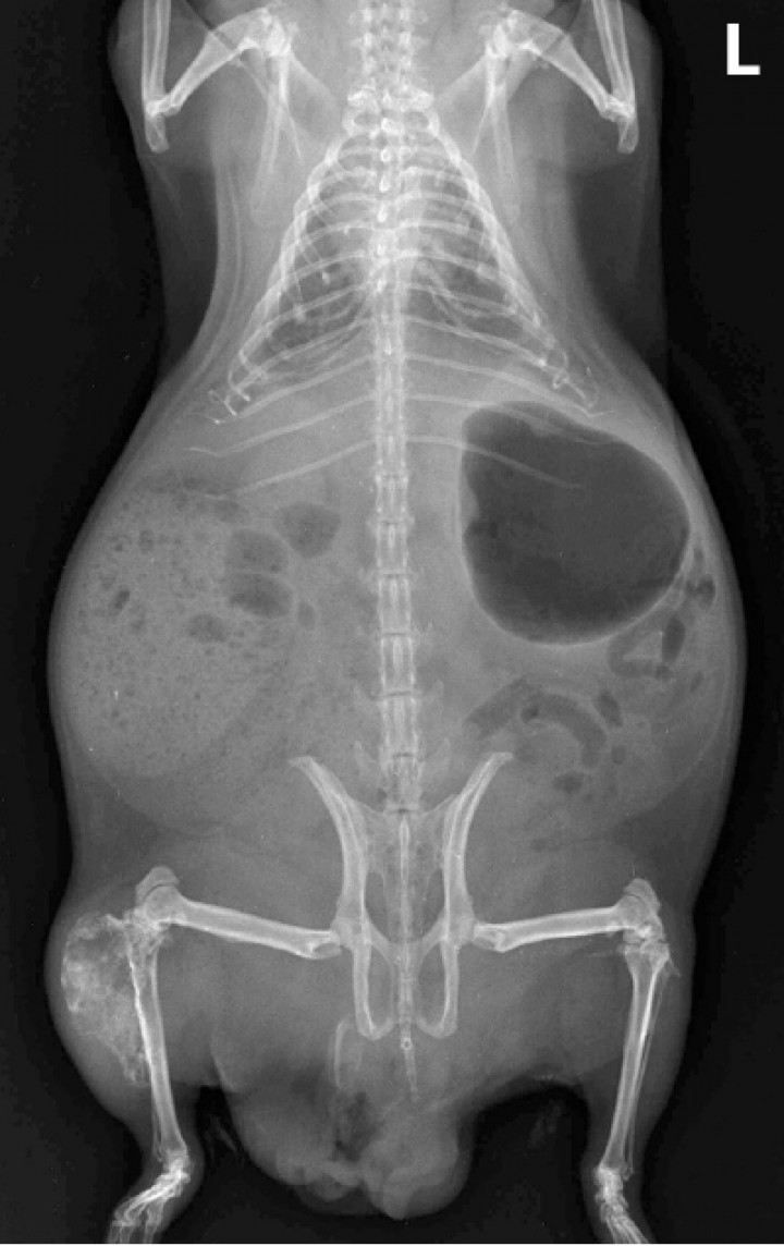 <p>Cobaya 6. Imagen radiológica de condrosarcoma en la epífisis proximal de la tibia con extensión hasta zonas distales de la diáfisis y lisis incipiente del hueso cortical y esponjoso en la epífisis proximal. L: izquierda.</p>