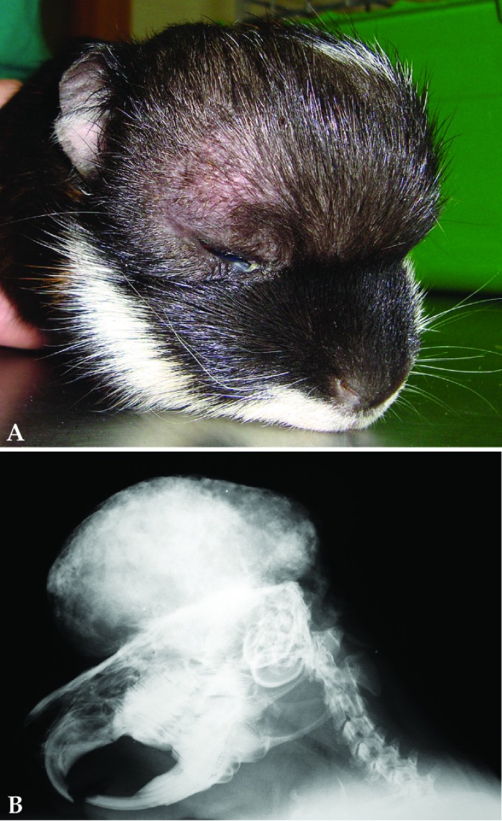 <div>
<div class=\"Basic-Text-Frame\">
<p>Cobaya 2. (<strong>A</strong>) Imagen macroscópica de la masa en el cráneo, cubierta por piel no ulcerada. (<strong>B</strong>) Proyección lateral de la cabeza. Se observa la masa de opacidad mineral originándose en los huesos dorsales del cráneo.</p>
</div>
</div>

<div class=\"Basic-Text-Frame\">
<p> </p>

<p> </p>
</div>