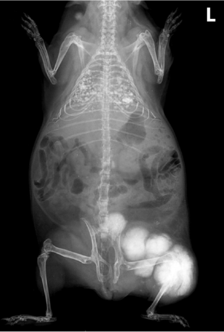 <p>Cobaya 4. Imagen radiológica de un condrosarcoma avanzado con múltiples masas desde la tibia/peroné (presumible masa primaria) hasta el coxal o zona lumbar caudal, así como metástasis numerosas en ambos pulmones. L: izquierda.</p>