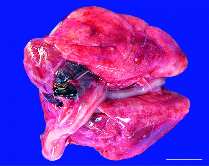 <p>Cobaya 2. Imagen macroscópica de pequeñas metástasis (focos blanquecinos) del condrosarcoma en los pulmones.</p>