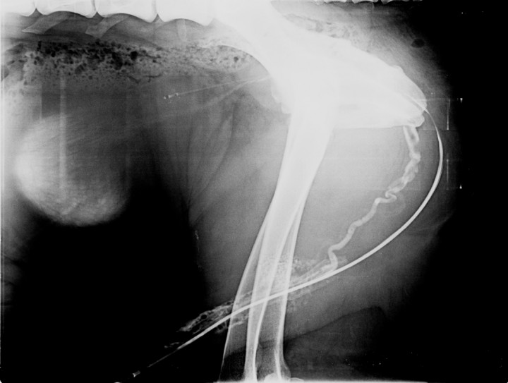 <p>Uretrografía retrógrada de un San Bernardo de 2 años que se presenta con estranguria, hematuria y disuria.</p>