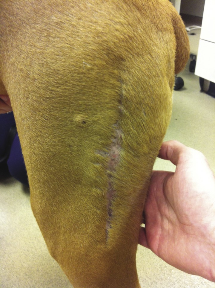 <p>Nódulo de unos milímetros cercano a la cicatriz de un mastocitoma previo.</p>