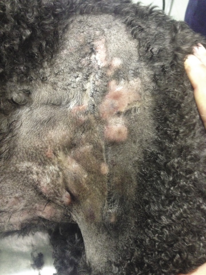 <p>Múltiples nódulos grandes y mal delimitados a lo largo de toda la cicatriz de un mastocitoma.</p>