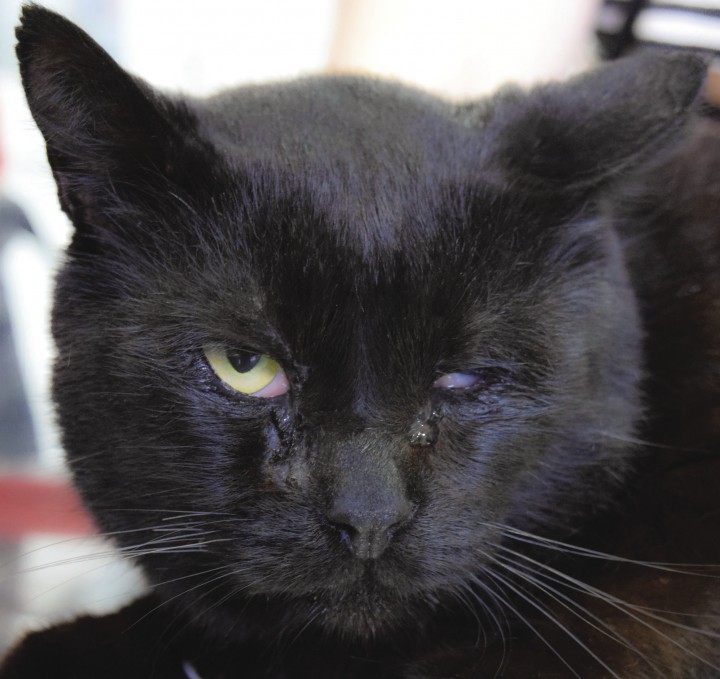 <p>Presentación bilateral de blefaritis, blefaroespasmo, descarga ocular y protrusión de la membrana nictitante.</p>