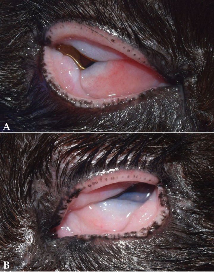 <p>(<strong>A</strong>) OD. (<strong>B</strong>) OS. Despigmentación y erosión de los márgenes palpebrales, y presencia de granulaciones blanco rosáceo en la conjuntiva palpebral. Conjuntiva y membrana nictitante en OU con una intensa hiperemia, una moderada quemosis y un marcado engrosamiento.</p>