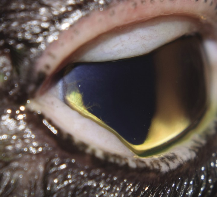 <p>Edema corneal superficial y neovascularización en el cuadrante lateral de la córnea del OD.</p>