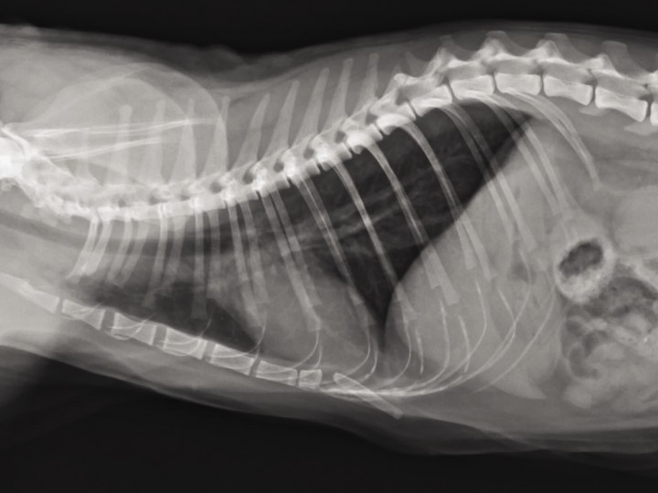 <p>Radiografía torácica lateral derecha con patrón broncointersticial.</p>