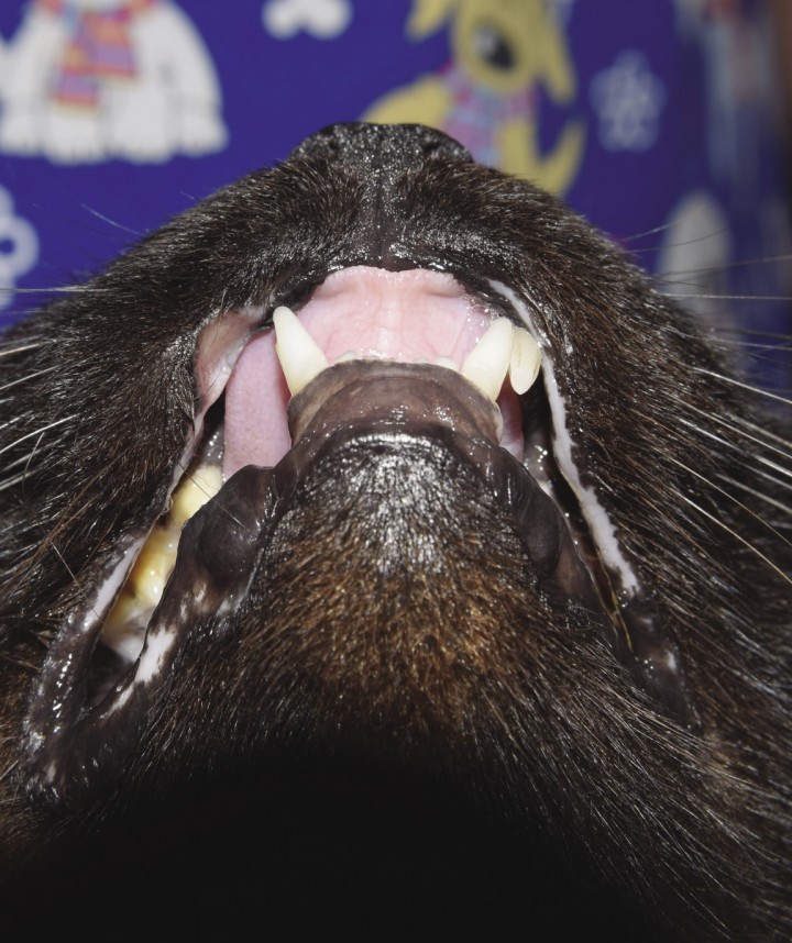 <p>Evolución favorable de las úlceras labiales.</p>