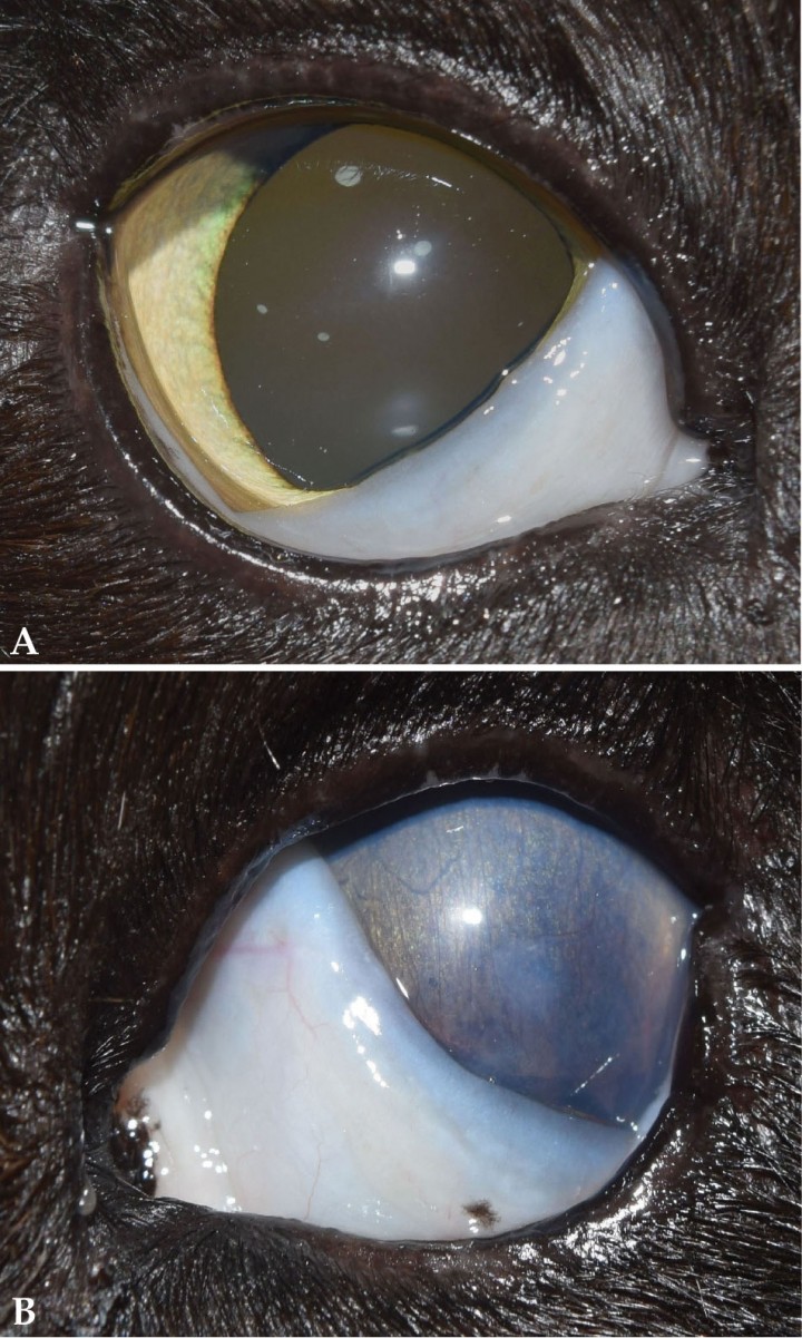 <p>(<strong>A</strong>) OD. (<strong>B</strong>) OS. Remisión total del cuadro clínico conjuntival después de 45 días de tratamiento.</p>