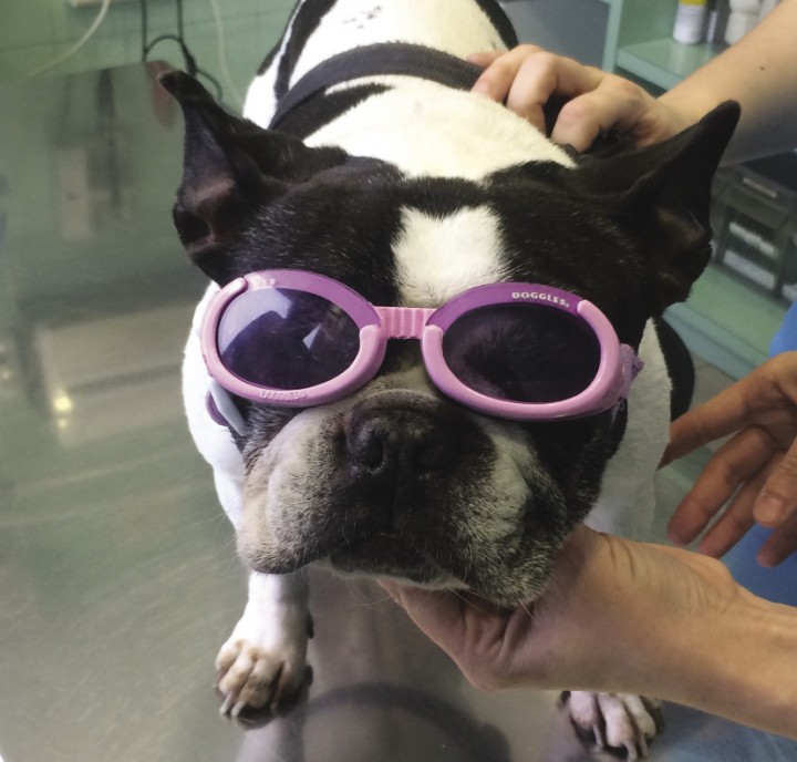 <p>Gafas protectoras específicas para perros, destinadas a minimizar los estímulos lumínicos en perros con epilepsia mioclónica refleja inducida por cambios en la intensidad de la luz.</p>