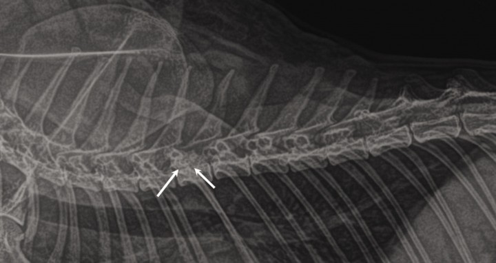 <div class=\"Basic-Text-Frame\">
<p>Radiografía lateral de la columna torácica en la que se aprecia una lesión osteoproliferativa que afecta al cuerpo vertebral de T6 con aumento de opacidad en el canal vertebral a este nivel (flechas).</p>
</div>