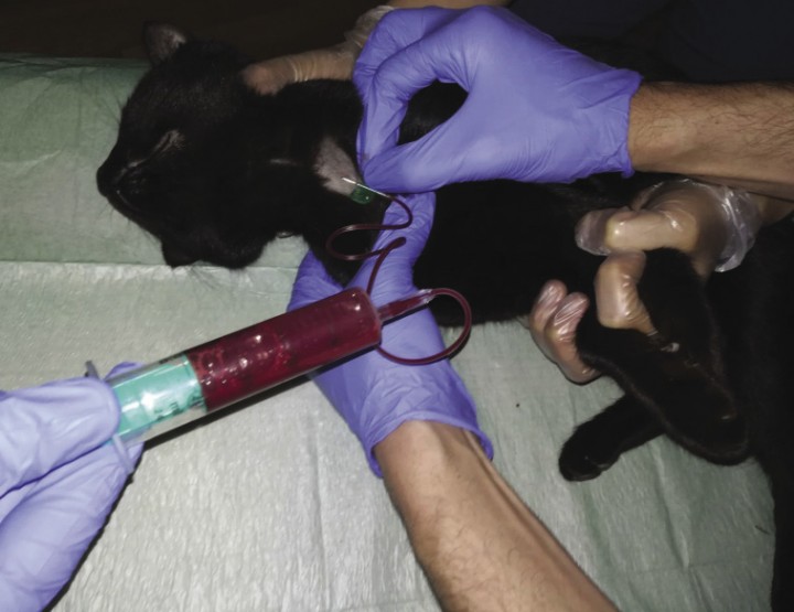 <p>Imagen de la flebotomía en la vena yugular llevada a cabo el día 1.</p>