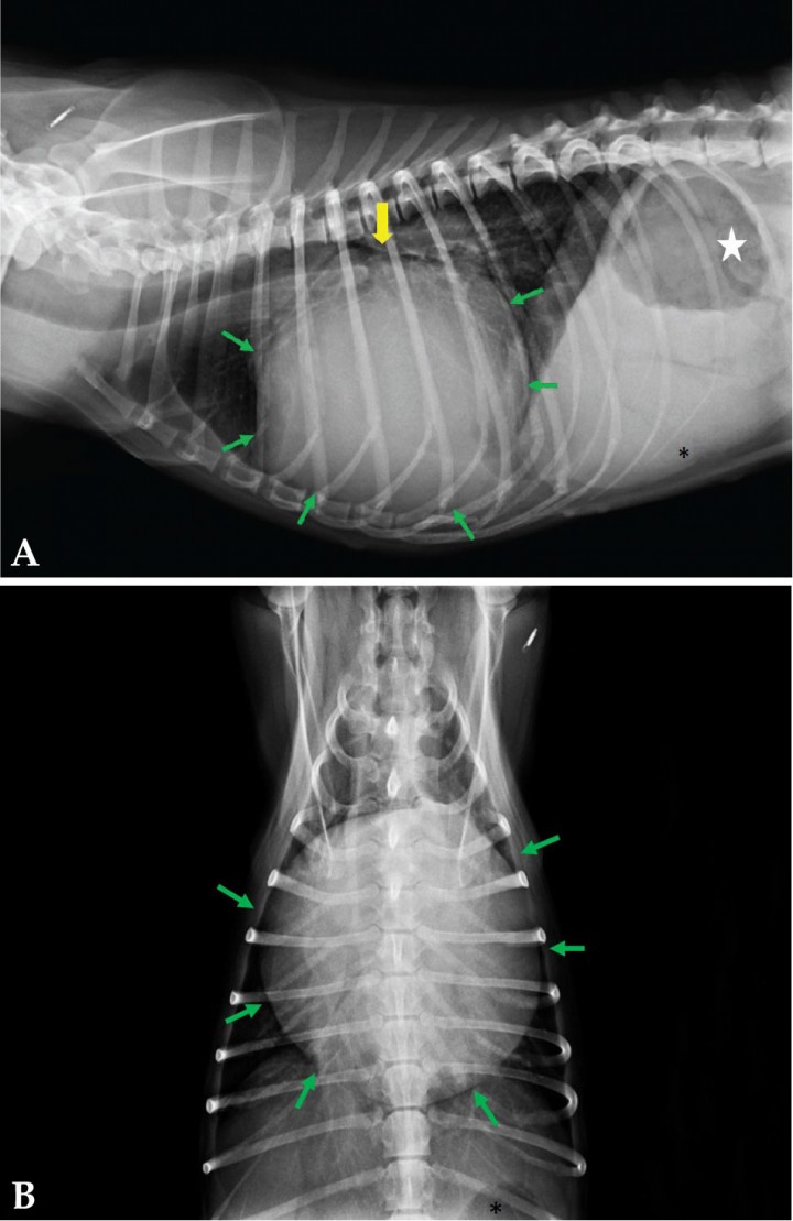 <p>Mismas imágenes que en la Figura 1. (<strong>A</strong> y <strong>B</strong>) Las flechas verdes demarcan los bordes de la silueta cardiaca. (<strong>A</strong>) La flecha amarilla indica el desplazamiento dorsal de la tráquea a causa de la grave cardiomegalia. El asterisco señala el ángulo caudoventral del hígado que sobrepasa el aspecto caudal de las costillas. Estómago ligeramente dilatado con presencia de gas en su interior (estrella).</p>