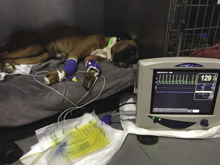 <p>Sondaje urinario. El uso de sondas urinarias Foley flexibles colocadas de forma estéril y unidas a un sistema de recolección cerrado permite la determinación sencilla de la producción de orina, así como el cálculo preciso de las necesidades de fluidoterapia en pacientes con oliguria o poliuria.</p>