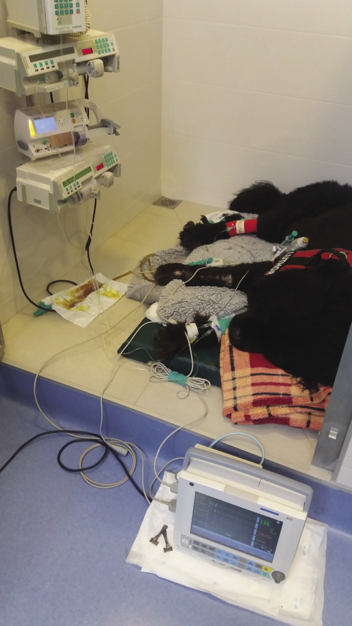 <p>Monitorización de presión arterial en paciente en shock séptico. El uso de fármacos vasopresores e inótropos requiere la monitorización continua de la presión arterial de forma invasiva, mediante la colocación de un catéter arterial conectado a un monitor multiparamétrico.</p>