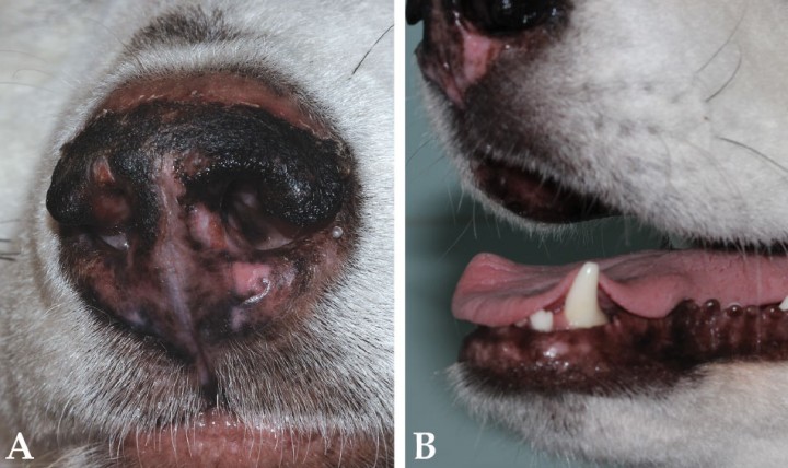 <p>(<strong>A</strong>). Detalle de la trufa y (<strong>B</strong>) del belfo, el primer día de la consulta.</p>