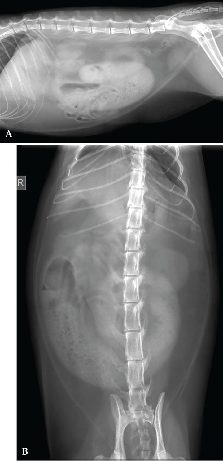 <p>Radiografías de la cavidad abdominal de una gata Común Europea de 6 años. (<strong>A</strong>) Radiografía lateral derecha. (<strong>B</strong>) Radiografía ventrodorsal. R: derecha.</p>