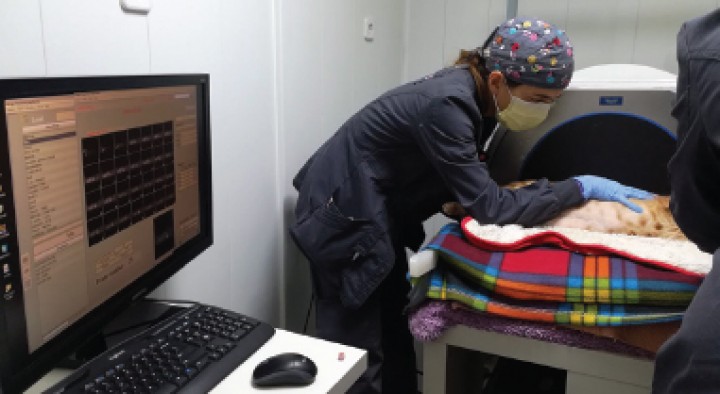 <p>Realización de una gammagrafía renal en un gato.</p>