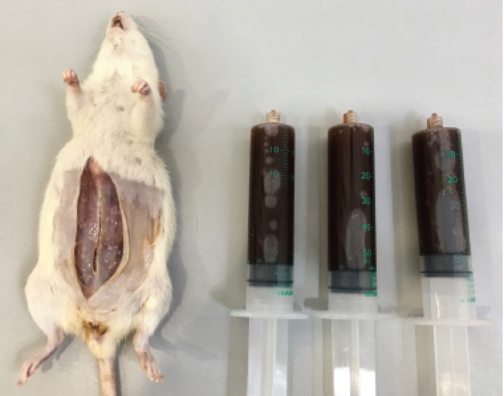 <p>Líquido ascítico retirado de la cavidad abdominal en el momento de la necropsia.</p>