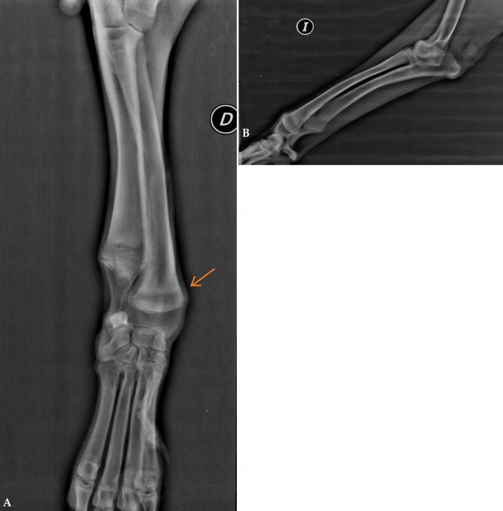 <p>(<strong>A</strong>) Radiografía mediolateral del cúbito y radio del miembro anterior izquierdo. (<strong>B</strong>) Radiografía anteroposterior del radio y cúbito del miembro anterior derecho. Se aprecia la línea radiolúcida en la metáfisis distal del radio (flecha). D: derecha; I: izquierda.</p>
