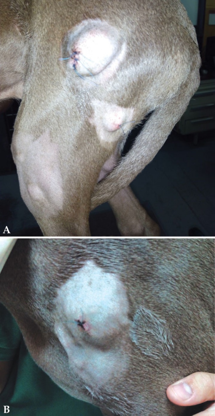<p>Imágenes macroscópicas de los nódulos subcutáneos tras la toma de biopsias mediante <em>punch</em>. (<strong>A</strong>) Extremidad posterior izquierda. (<strong>B</strong>) Región escapular izquierda.</p>