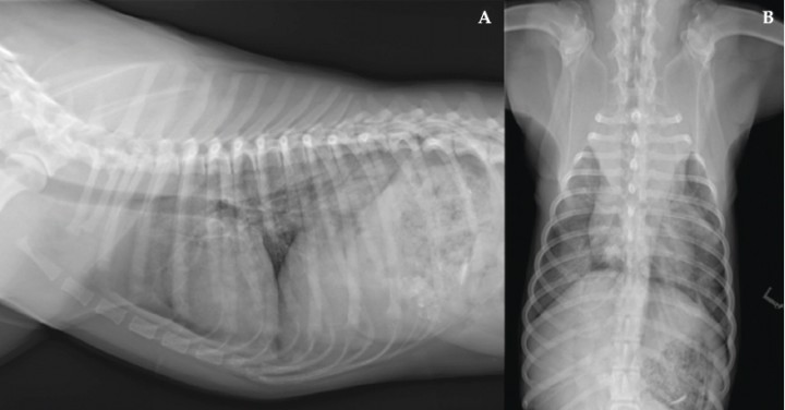 <p>Radiografías del tórax. (<strong>A</strong>) Proyección laterolateral derecha. (<strong>B</strong>) Proyección ventrodorsal.</p>