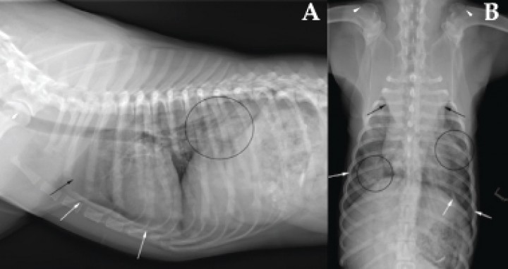 <p>Radiografías de la Figura 1. Se observan lesiones focales de patrón alveolar con broncogramas aéreos (círculos negros), ensanchamiento del mediastino craneal por opacidad tejido blando (flechas negras) que desplaza los lóbulos pulmonares craneales, ligero ensanchamiento del repliegue mediastínico caudal y leve retracción pulmonar (flechas blancas). Se aprecia la fisis del húmero proximal todavía abierta (puntas de flecha blancas).</p>