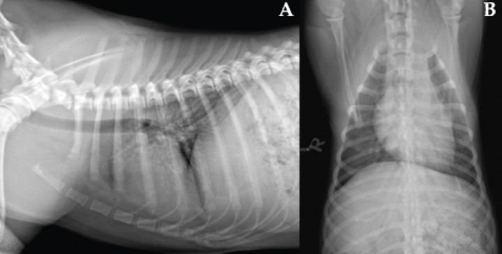 <p>Radiografías realizadas a los 4 días. (<strong>A</strong>) Proyección laterolateral derecha. (<strong>B</strong>) Proyección ventrodorsal. Se aprecia reducción de tamaño de la masa mediastínica y resolución casi completa de la hemorragia pulmonar, con persistencia leve de patrón intersticial difuso y leve efusión pleural.</p>