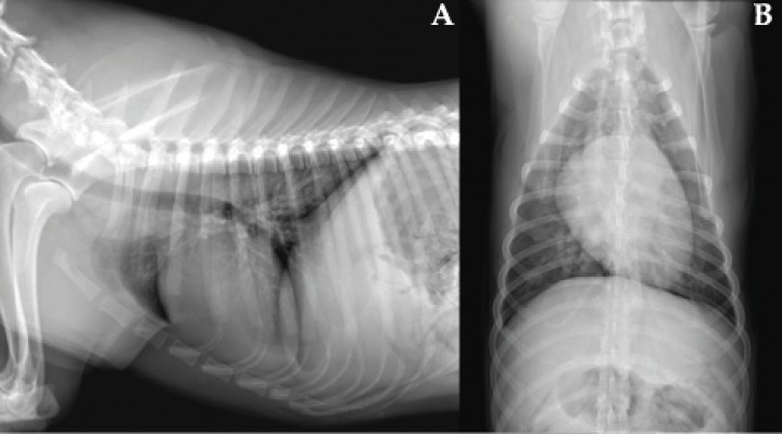 <p>Radiografías realizadas a los 6 meses. (<strong>A</strong>) Proyección laterolateral derecha. (<strong>B</strong>) Proyección ventrodorsal. La resolución de los hallazgos radiográficos es completa.</p>
