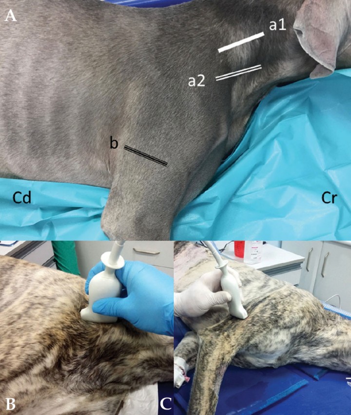 <p>(<strong>A</strong>) Marcas de posicionamiento del transductor para la realización de diversos bloqueos nerviosos por la cara lateral del cuello y miembro anterior. Bloqueo del plexo braquial: a1) abordaje paravertebral, a2) abordaje subescalénico. Bloqueo del nervio radial: b) abordaje a nivel humeral medio. Cd: caudal, Cr: craneal. (<strong>B</strong>) Posicionamiento del transductor para realizar el bloqueo ecoguiado del plexo braquial. (<strong>C</strong>) Posicionamiento del transductor para realizar el bloqueo ecoguiado del nervio radial.</p>