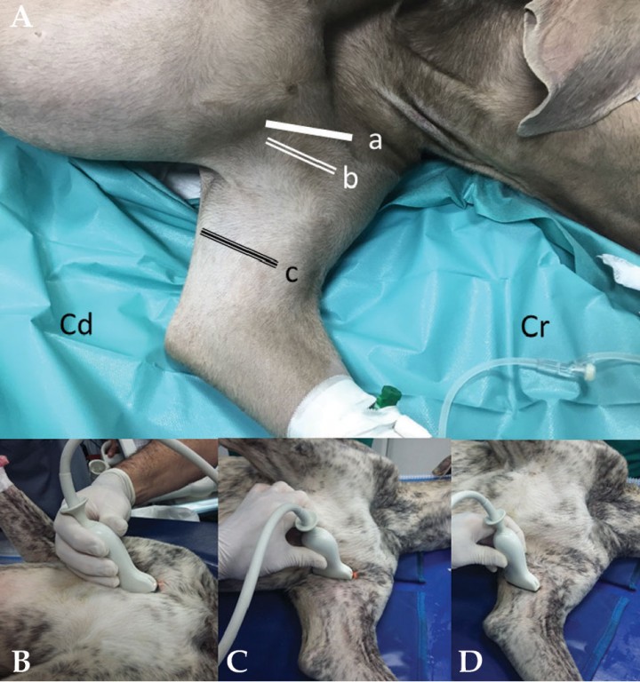 <p>(<strong>A</strong>) Marcas de posicionamiento del transductor para la realización de diversos bloqueos nerviosos en la axila y cara medial del miembro anterior. Bloqueo del plexo braquial: a) abordaje axilar, b) abordaje a nivel epífisis humeral proximal. Bloqueo de los nervios musculocutáneo, mediano y cubital: c) abordaje a nivel humeral medio. Cd: caudal, Cr: craneal. (<strong>B</strong>) Posicionamiento del transductor para realizar el bloqueo ecoguiado con un abordaje axilar. (<strong>C</strong>) Posicionamiento del transductor para realizar el bloqueo ecoguiado con un abordaje a nivel epífisis humeral proximal. (<strong>D</strong>) Posicionamiento del transductor para realizar el bloqueo ecoguiado con un abordaje a nivel humeral medio.</p>