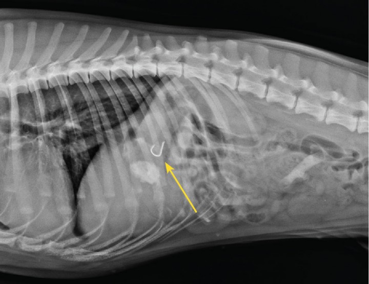 <p>Radiografía laterolateral derecha. Se aprecia el anzuelo (flecha amarilla) localizado en el estómago. Es imprescindible la realización de una radiografía previa a la extracción endoscópica de un cuerpo extraño. En muchas ocasiones los objetos pueden cambiar de localización, desplazándose al intestino y, por tanto, fuera del alcance del endoscopio.</p>